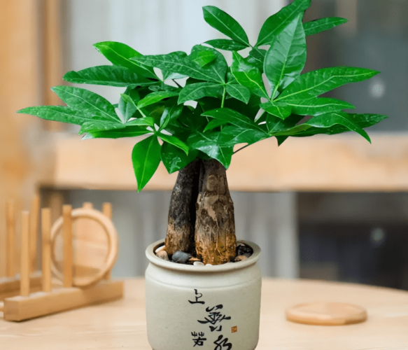 發財 樹 風水