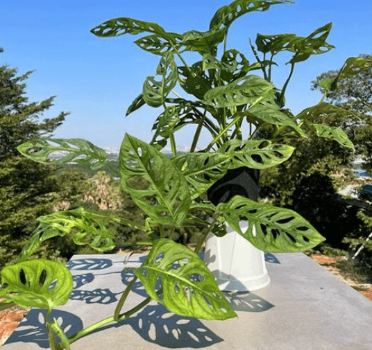 龜背芋風水 龜背芋風水