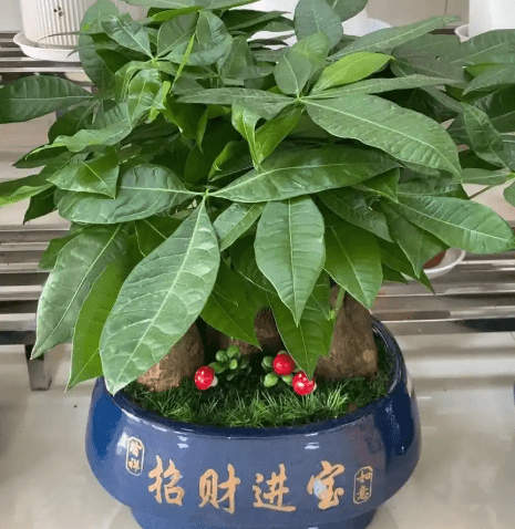 發財樹風水禁忌 發財樹風水禁忌