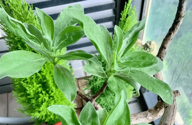白水木風水功效