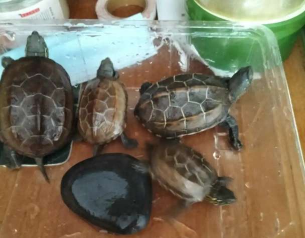 夢到烏龜代表什麼 夢到烏龜代表什麼